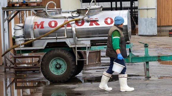 Что такое современная молочная ферма и где созревает сыр Что такое современная молочная ферма и где созревает сыр