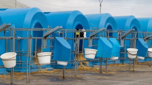 Что такое современная молочная ферма и где созревает сыр Что такое современная молочная ферма и где созревает сыр