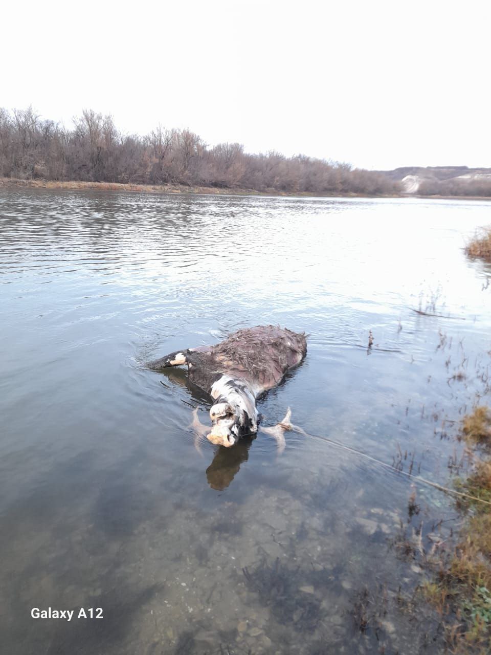 Мертвого лося нашли в воронежской реке Мертвого лося нашли в воронежской реке
