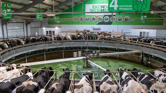 Что такое современная молочная ферма и где созревает сыр Что такое современная молочная ферма и где созревает сыр