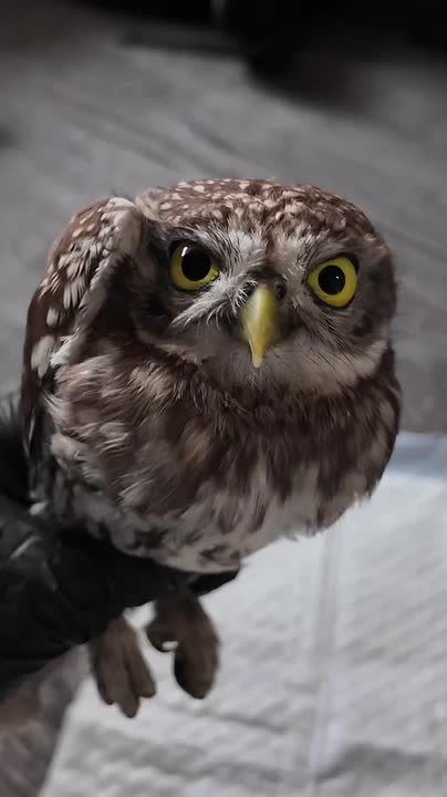 Воронежские волонтеры помогли сычу, спасенному из клеевой ловушки