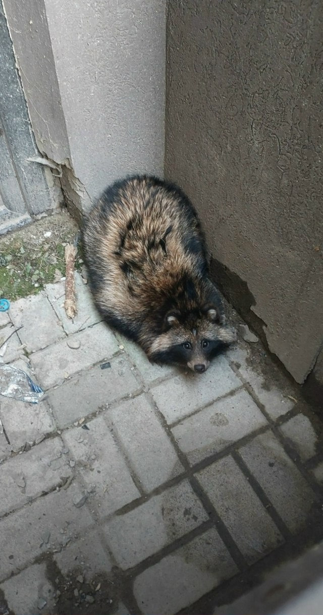 Воронежские волонтеры ищут дом для енотовидной собаки Фунтика Воронежские волонтеры ищут дом для енотовидной собаки Фунтика