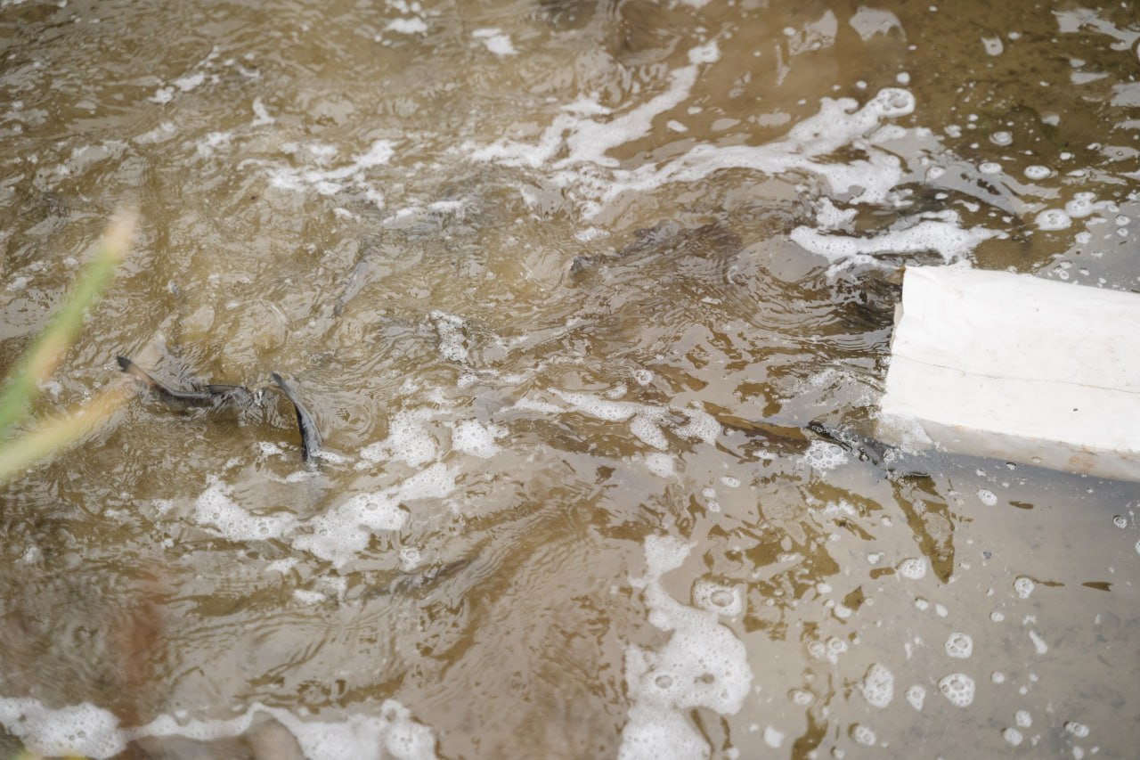 В Воронежское водохранилище выпустили 100 тыс мальков сазана и толстолобика