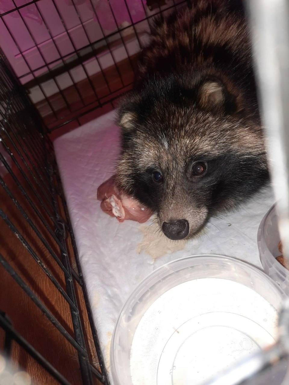 Воронежские волонтеры ищут дом для енотовидной собаки Фунтика Воронежские волонтеры ищут дом для енотовидной собаки Фунтика