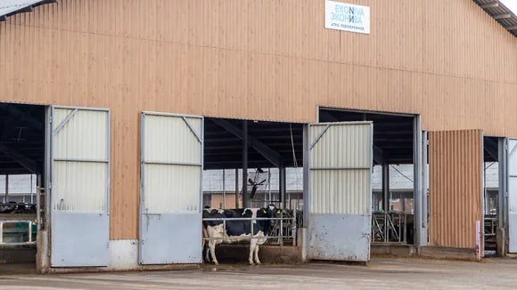 Что такое современная молочная ферма и где созревает сыр Что такое современная молочная ферма и где созревает сыр