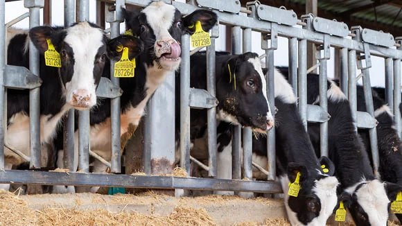 Что такое современная молочная ферма и где созревает сыр Что такое современная молочная ферма и где созревает сыр