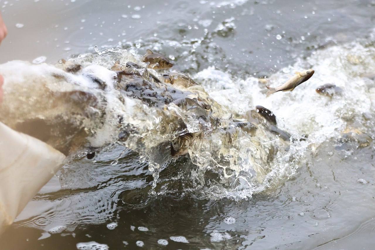 100 тысяч мальков выпустили в Воронежское водохранилище 100 тысяч мальков выпустили в Воронежское водохранилище