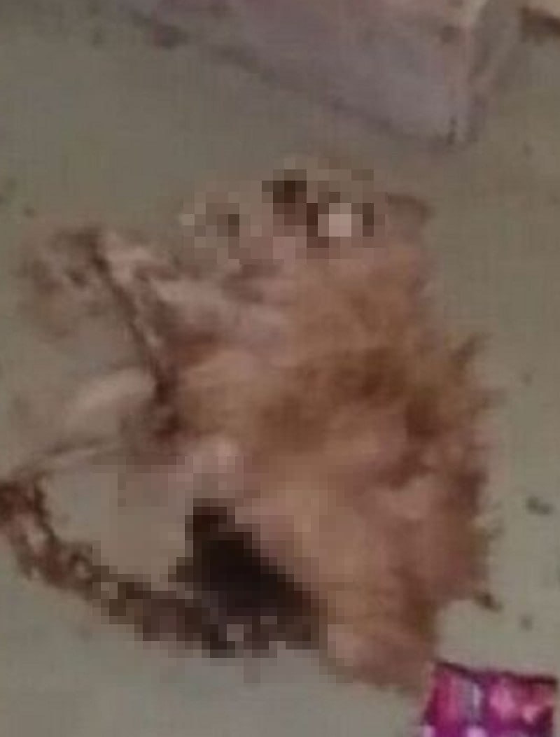 Запертые в квартире коты оказались вынуждены есть сородичей Запертые в квартире коты оказались вынуждены есть сородичей