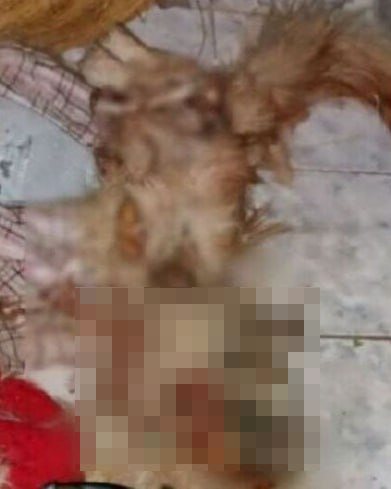 Запертые в квартире коты оказались вынуждены есть сородичей Запертые в квартире коты оказались вынуждены есть сородичей