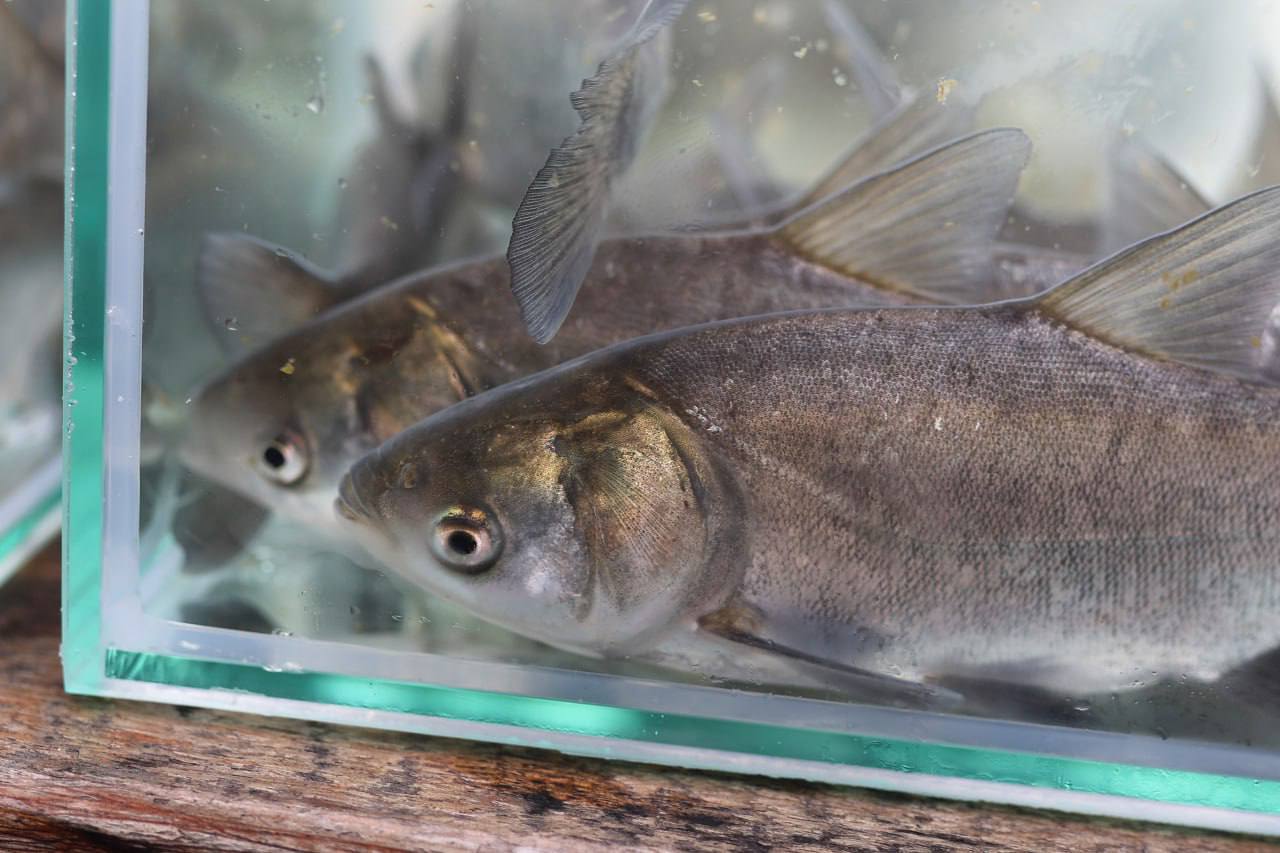 100 тысяч мальков выпустили в Воронежское водохранилище 100 тысяч мальков выпустили в Воронежское водохранилище