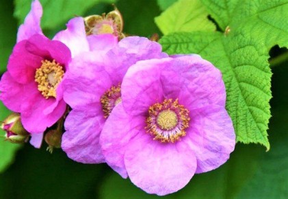 Вдохновение из природы