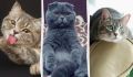 Любовь с первого взгляда: самые дружелюбные породы кошек