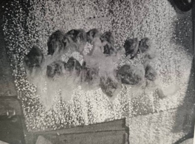 В Борисоглебске полицейские изъяли у местного жителя более 350 граммов марихуаны