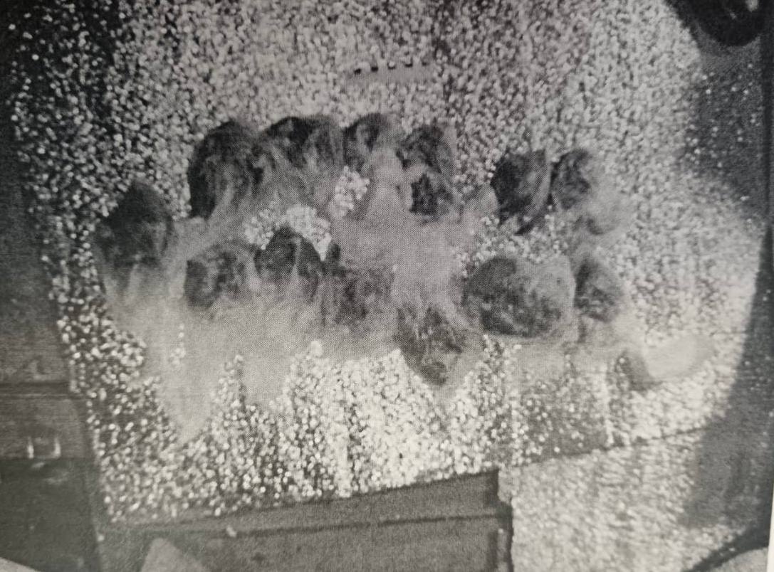 В Борисоглебске полицейские изъяли у местного жителя более 350 граммов марихуаны