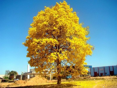 Гуаран жёлтый: яркий акцент для вашего сада с многочисленными преимуществами