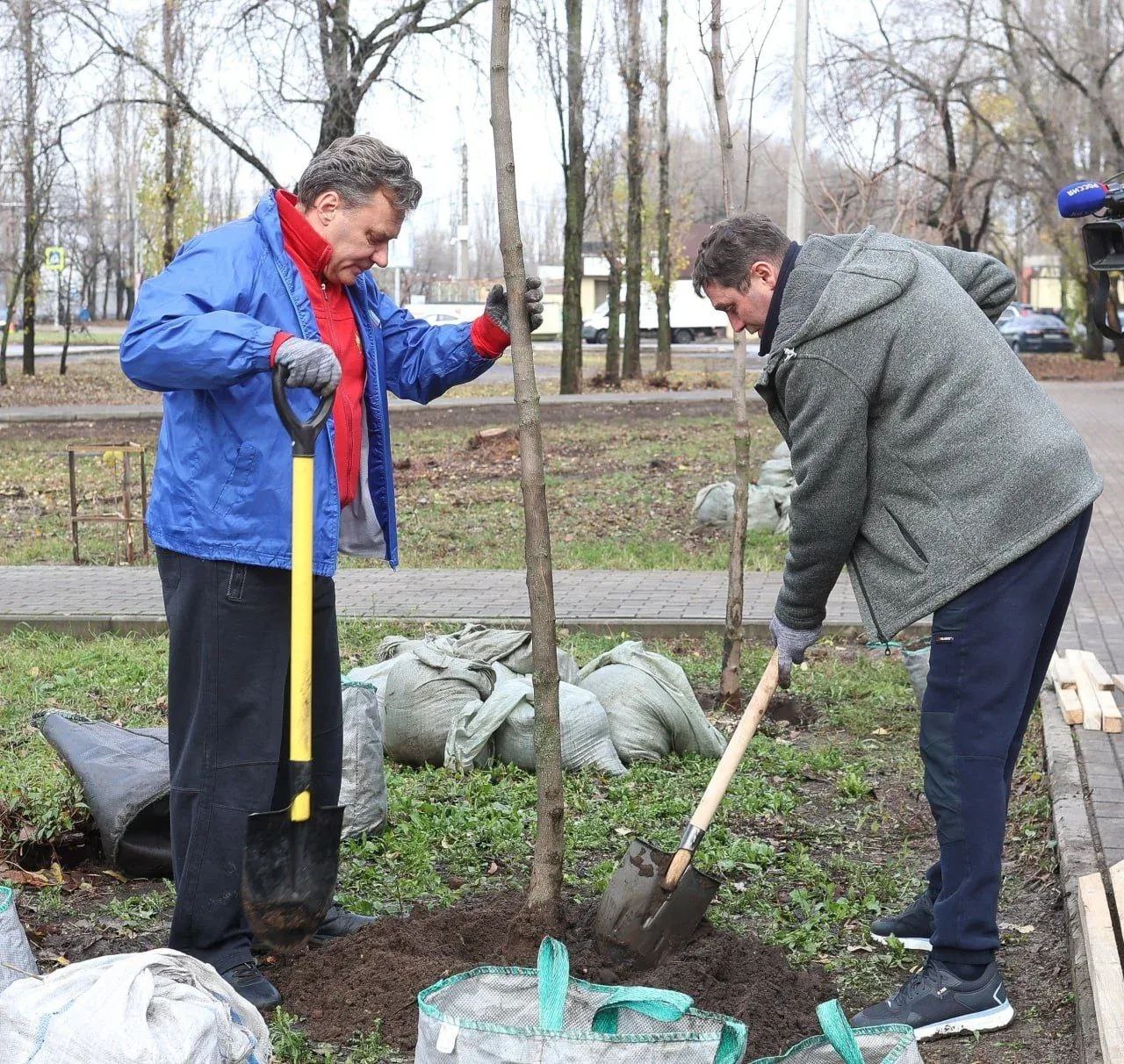 Мэр Воронежа Сергей Петрин принял участие в высадке деревьев в микрорайоне ВАИ