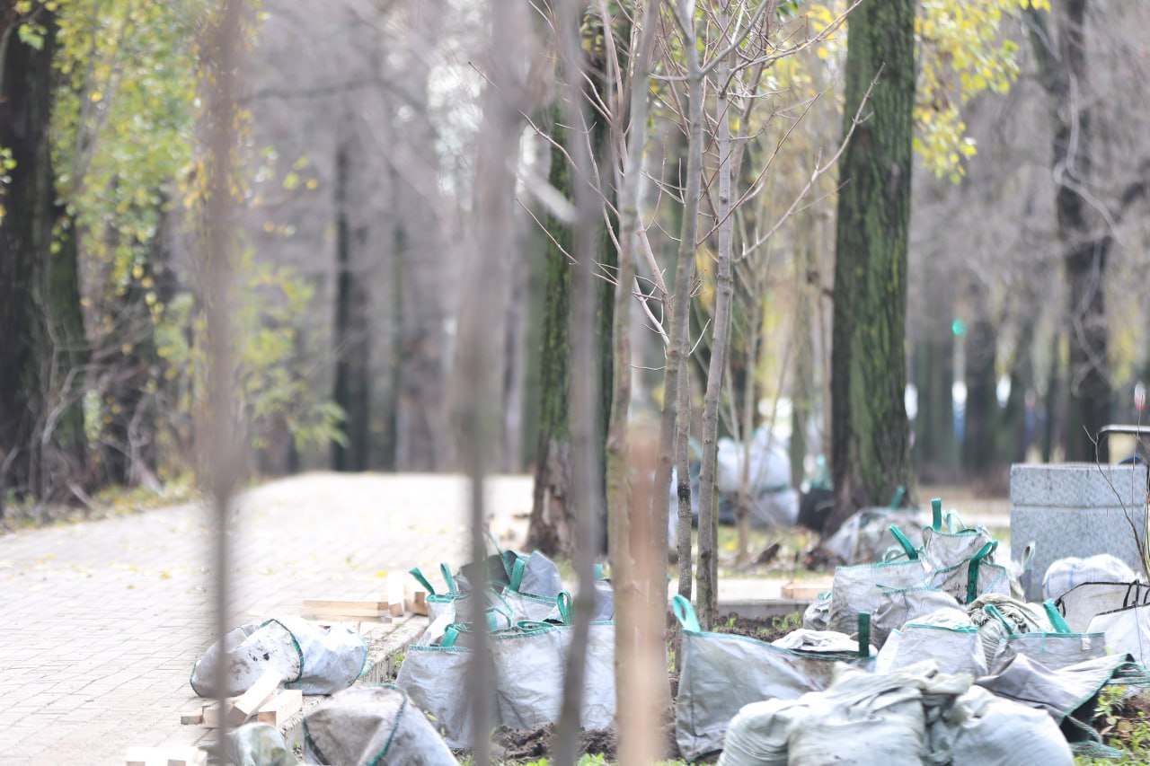Осеннее озеленение Воронежа подходит к завершению Осеннее озеленение Воронежа подходит к завершению
