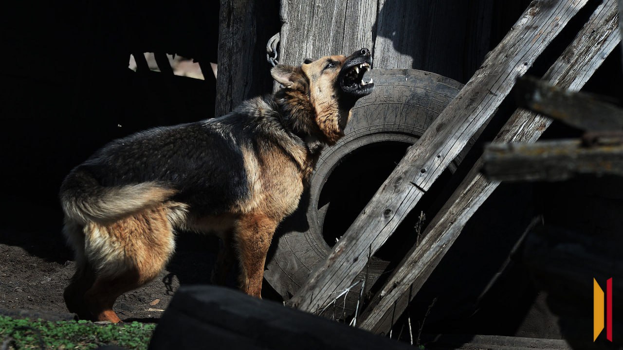 Управу Советского района обязали выплатить более 800 тысяч рублей за гибель молодого человека от нападения безнадзорных собак