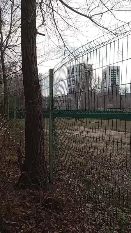 "Страшно ходить по улице!”: жителей Воронежа пугает стая собак у школы