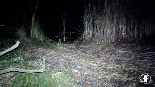 В Хоперском заповеднике впервые обнаружили енота-полоскуна