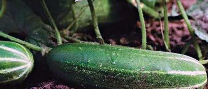 Как вырастить огурцы на грядках раньше всех: секреты успешных садоводов