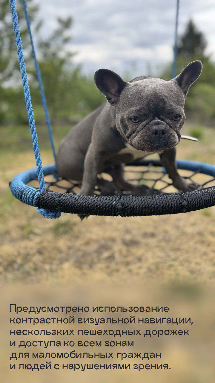 Росстандарт утвердил ГОСТ на обустройство площадок для выгула собак Росстандарт утвердил ГОСТ на обустройство площадок для выгула собак