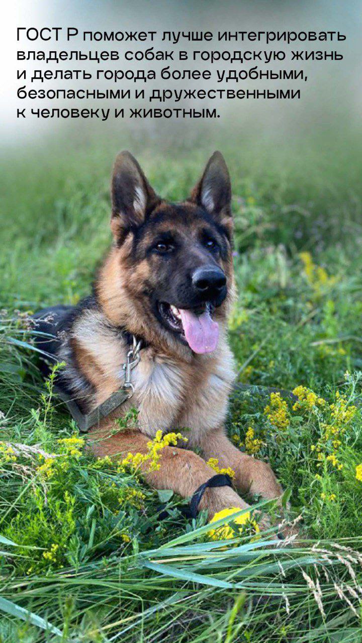 Росстандарт утвердил ГОСТ на обустройство площадок для выгула собак Росстандарт утвердил ГОСТ на обустройство площадок для выгула собак