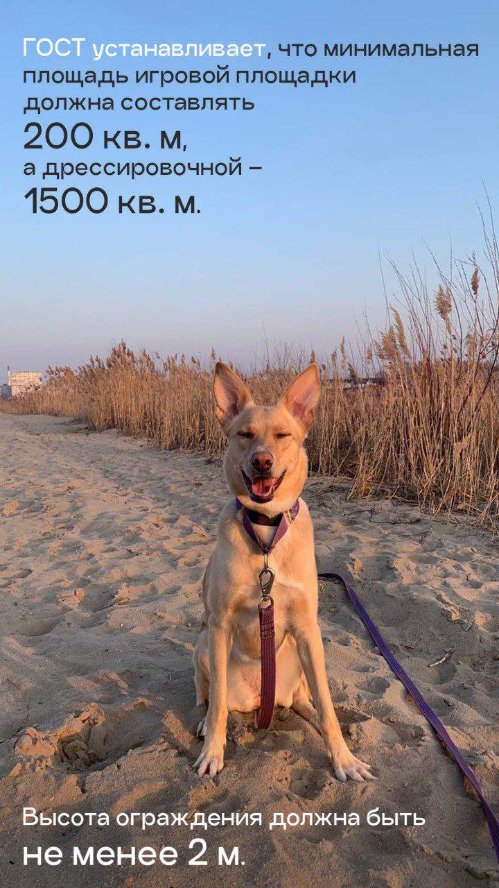 Росстандарт утвердил ГОСТ на обустройство площадок для выгула собак Росстандарт утвердил ГОСТ на обустройство площадок для выгула собак