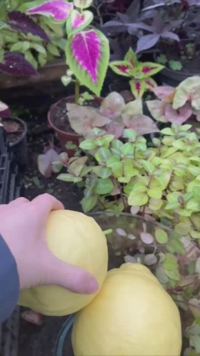 В Ботаническом саду Воронежа созрели огромные лимоны