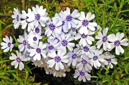 Сад с минимальными затратами: откройте для себя красоту неприхотливых цветов