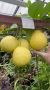 Лимоны колоссальных размеров вырастила агроном в Ботаническом саду Воронежа