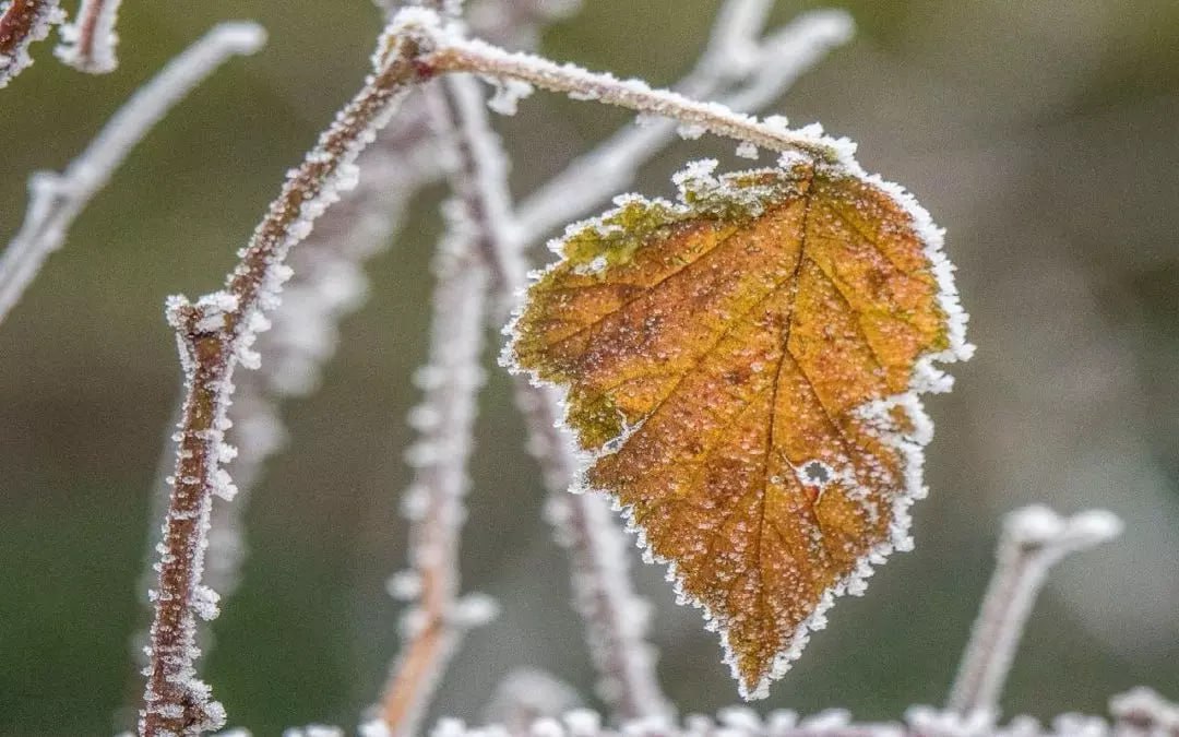 Заморозки до -3 градусов ожидаются в Воронежской области