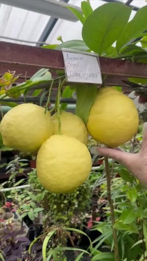 Лимоны колоссальных размеров вырастила агроном в Ботаническом саду Воронежа