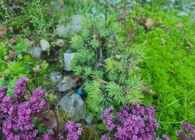 Вдохновение для любителей хвойных