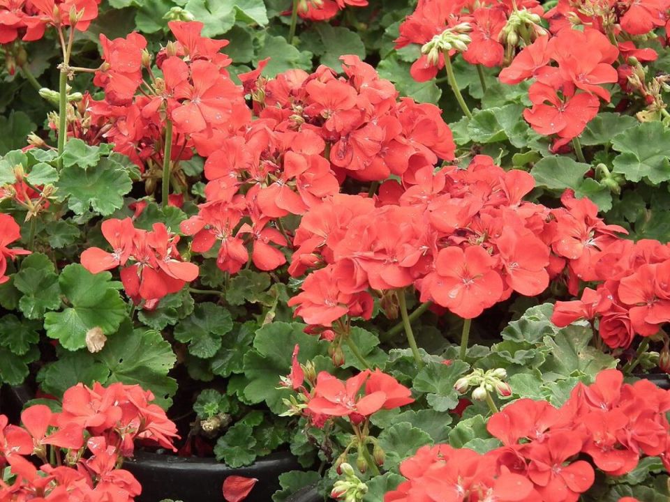 Максимальное цветение герани: секреты и простые советы
