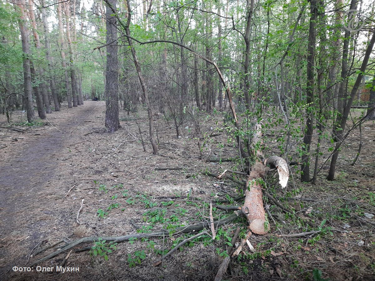 7 га лесного фонда под Воронежем изъяли из частной собственности в пользу государства