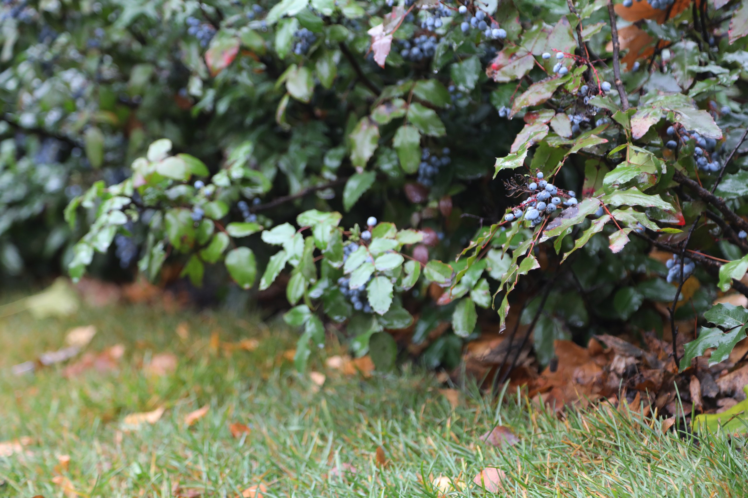 Сергей Петрин: Продолжаю рассказывать о работах по благоустройству первой очереди улицы Карла Маркса Сергей Петрин: Продолжаю рассказывать о работах по благоустройству первой очереди улицы Карла Маркса