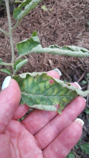 Томаты: как правильно ухаживать за растениями в сезон роста