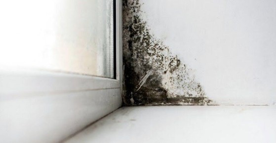 Неожиданный способ борьбы с плесенью на окнах: простой метод, который работает