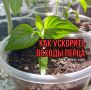 Как ускорить прорастание перца: два ключевых совета для успешного посева