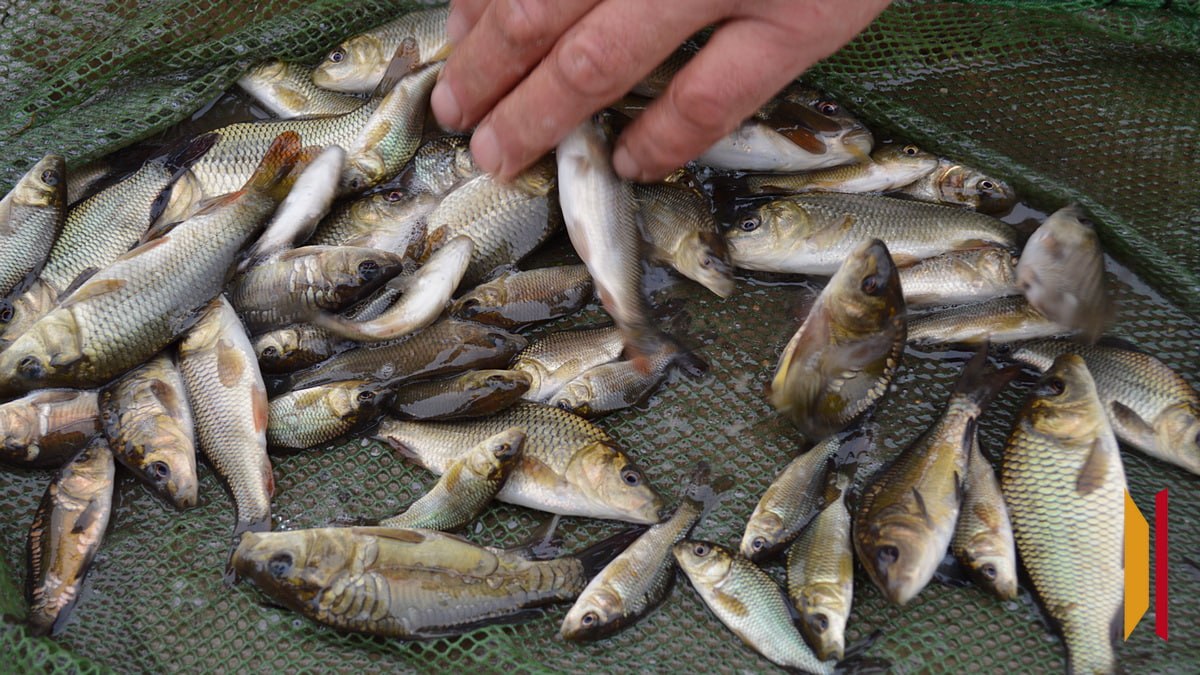 В Воронежской области выпустили в Дон около 240 тыс мальков сазана В Воронежской области выпустили в Дон около 240 тыс мальков сазана