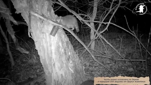 Второй енот-полоскун попался в фотоловушку в Хоперском заповеднике