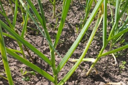 Выращивание чеснока из бульбочек: советы и рекомендации