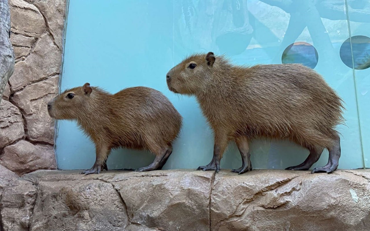 В Воронежском океанариуме поселилась пара капибар