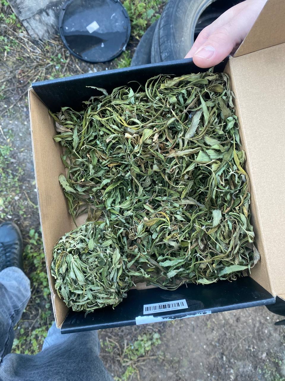 «Майский урожай»: житель Лискинского района хранил марихуану в сарае «Майский урожай»: житель Лискинского района хранил марихуану в сарае