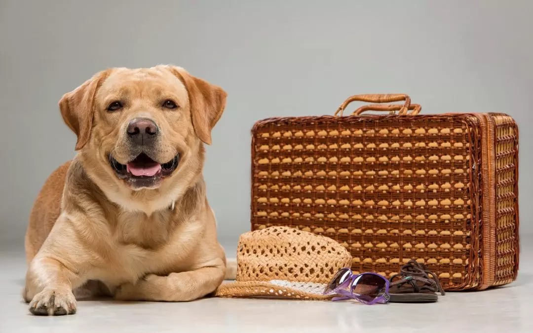 Вокзал Воронеж-1 стал лидером по количеству питомцев-путешественников