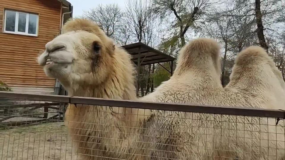 Животные Воронежского зоопарка готовы к зиме