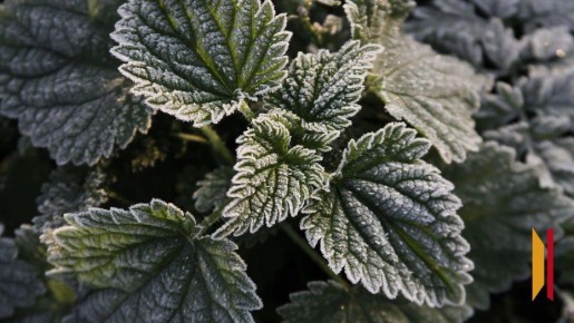 Заморозки ожидаются на выходных в Воронеже