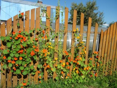 Настурция: как сделать свой дом ярче с помощью этого тропического растения