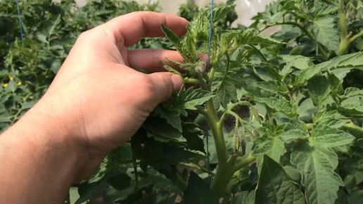 Как предотвратить жирование томатов и увеличить урожай: метод сибирских огородников